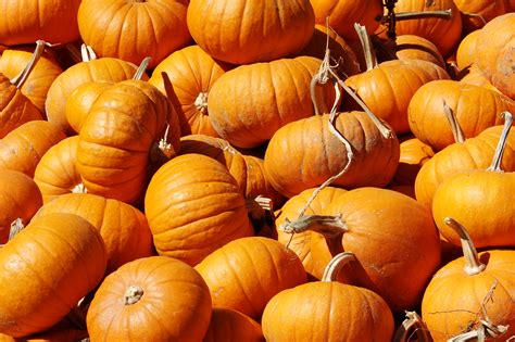 Where can i buy pumpkins. Things To Know About Where can i buy pumpkins. 